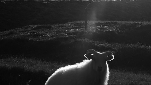 Good morning - said sheep ak. tears of joy